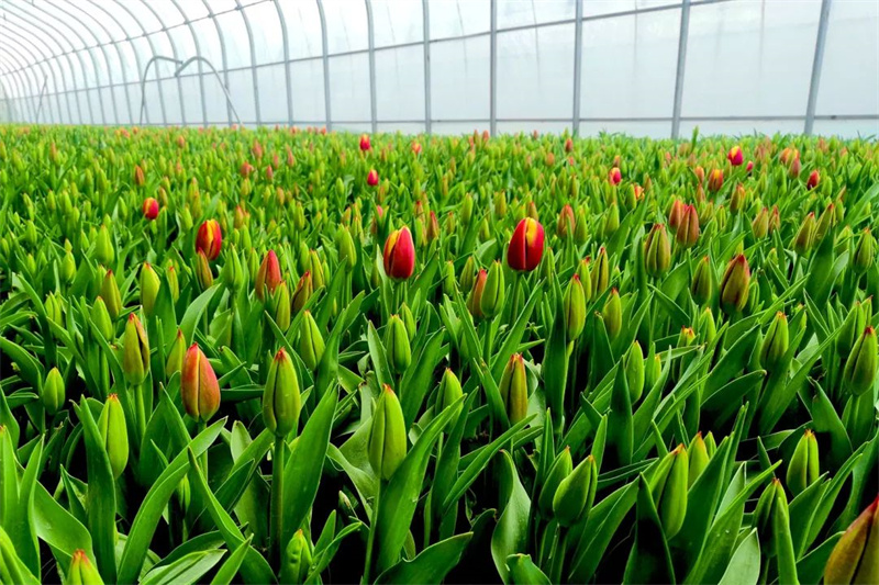 花卉大棚